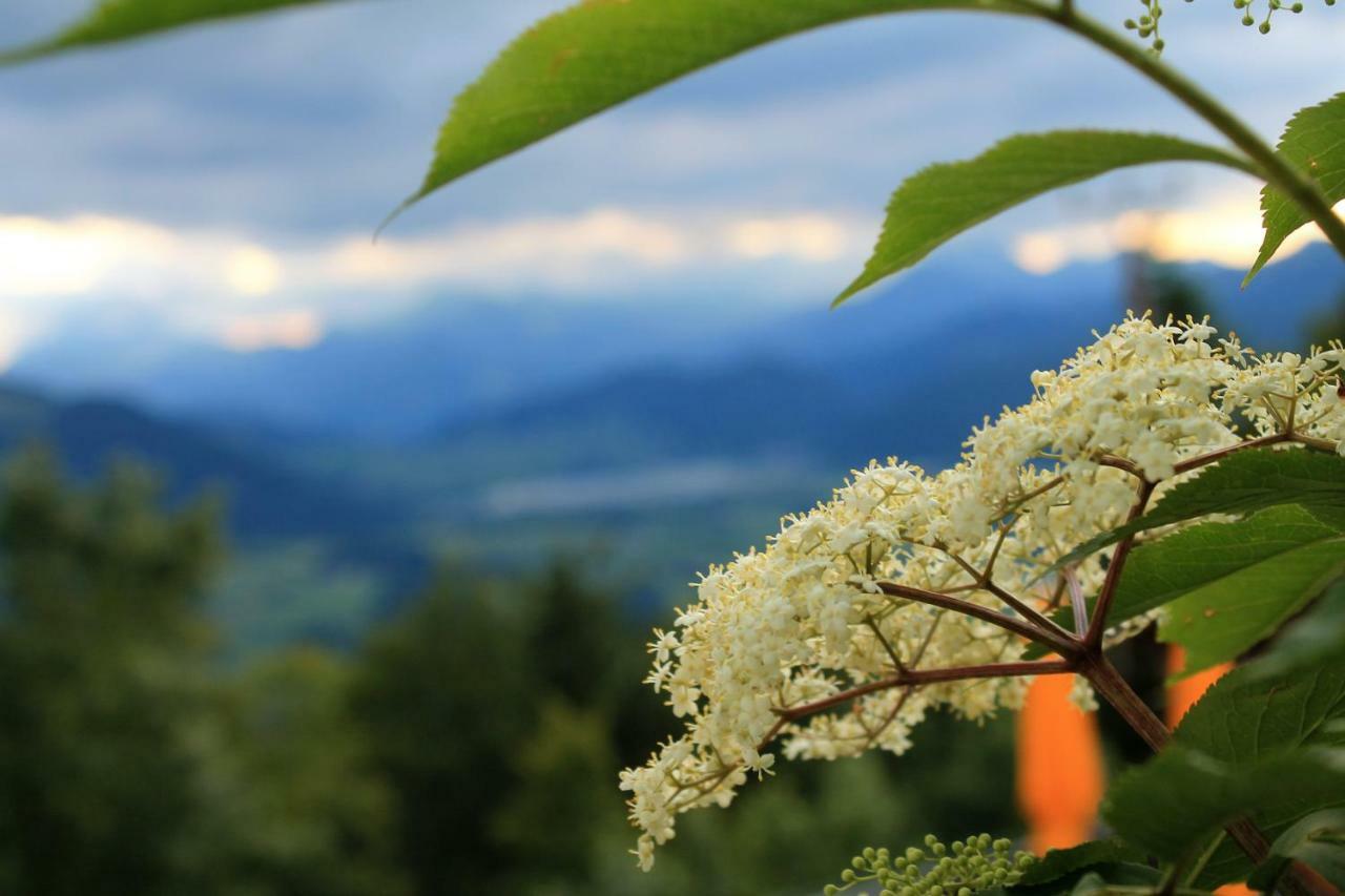 Scheibenwald Huette Villa Kössen Dış mekan fotoğraf